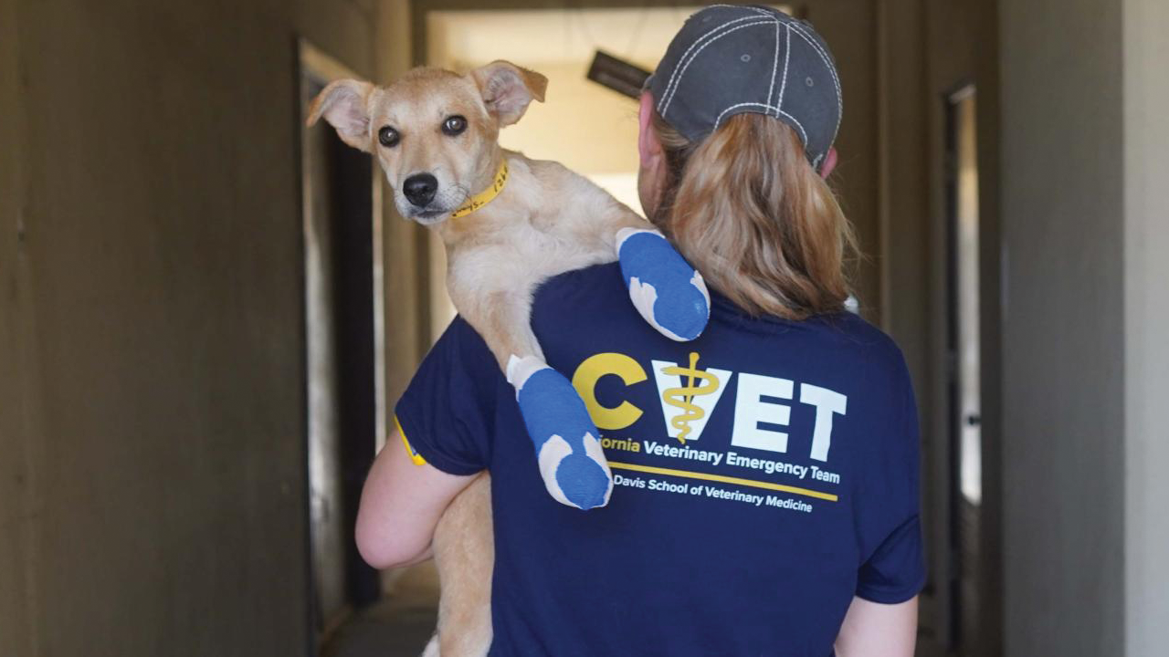 CVET holding a dog with bandaged paws.