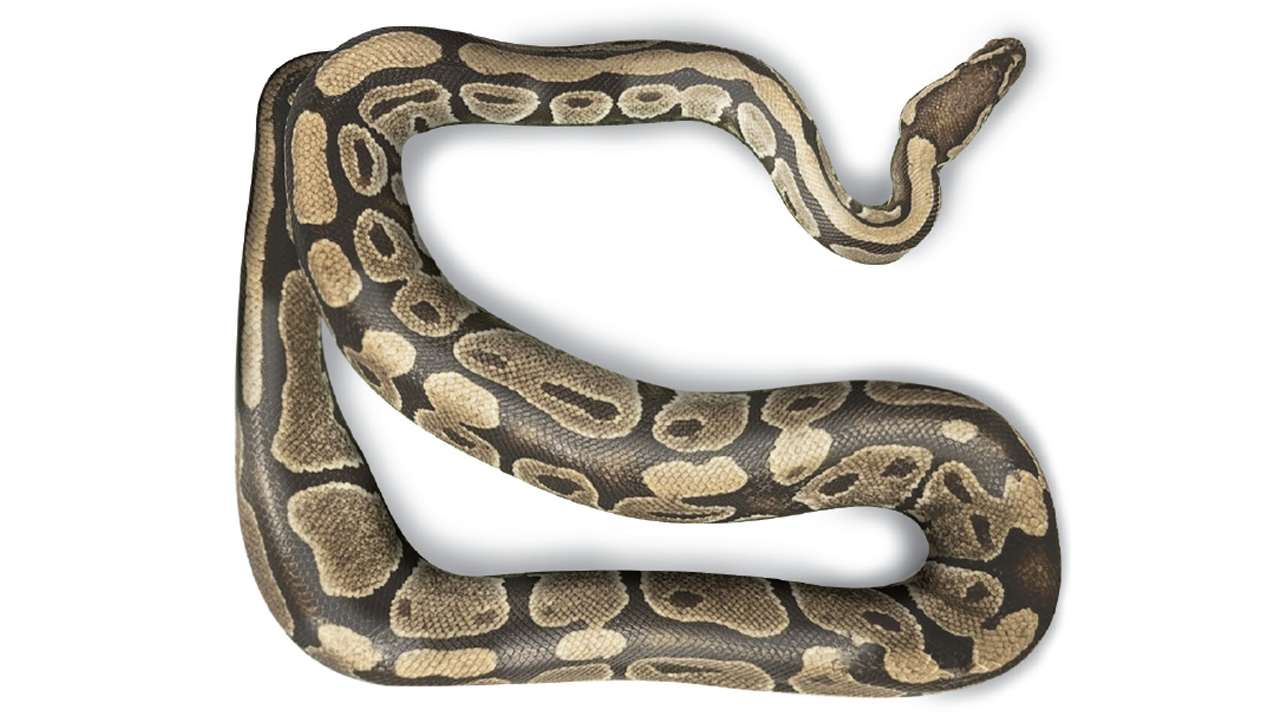 A python snake in an "s" curve photographed from above.