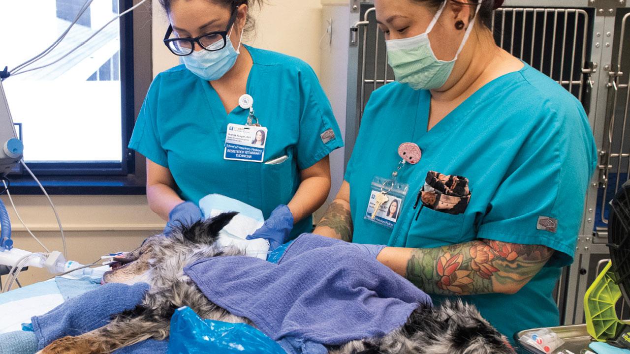 Veterinary Medical Center | Synergy Magazine / School of Veterinary  Medicine Magazine