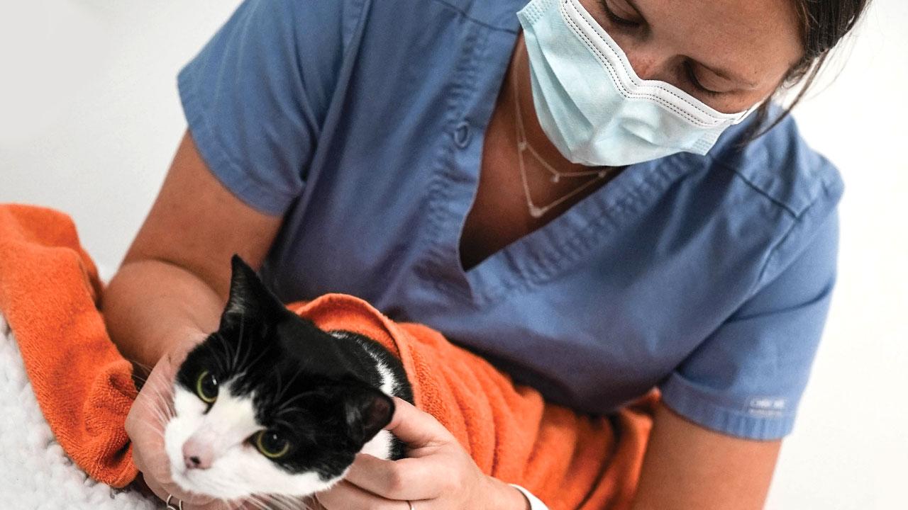Kelsey Thomas, a fourth-year DVM student, comforts a cat before a cardiology exam. Photo: Vu Dao