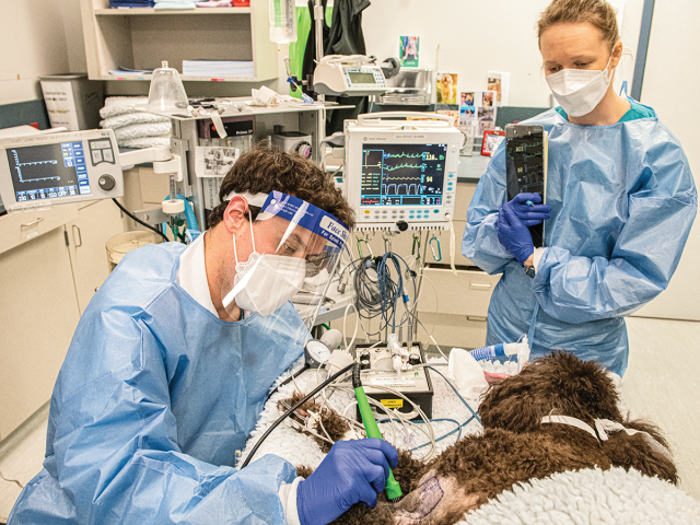 Vets perform electrochemotherapy on a dog