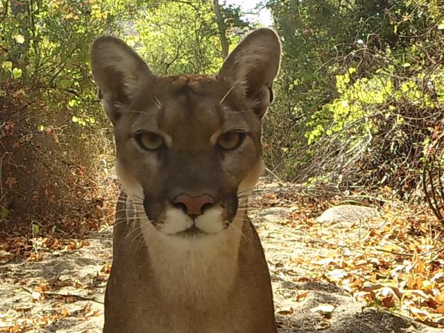 mountain lion