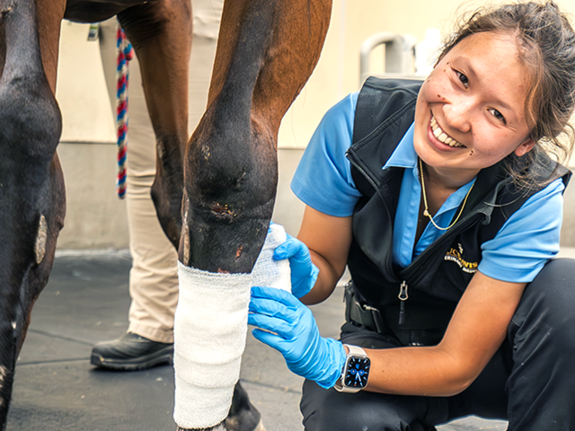 Silke Hoffmann bandages a horse's leg