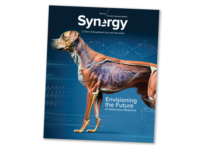 Cover of Synergy Magazine - Fall 2023