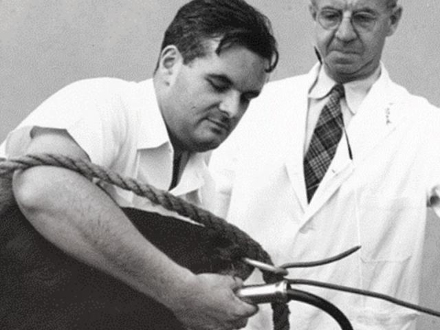 Dr. John D. Wheat (left) delivers medicine to a Guernsey bull through a stomach tube in 1950 with the help of Dr. Hugh S. Cameron.*