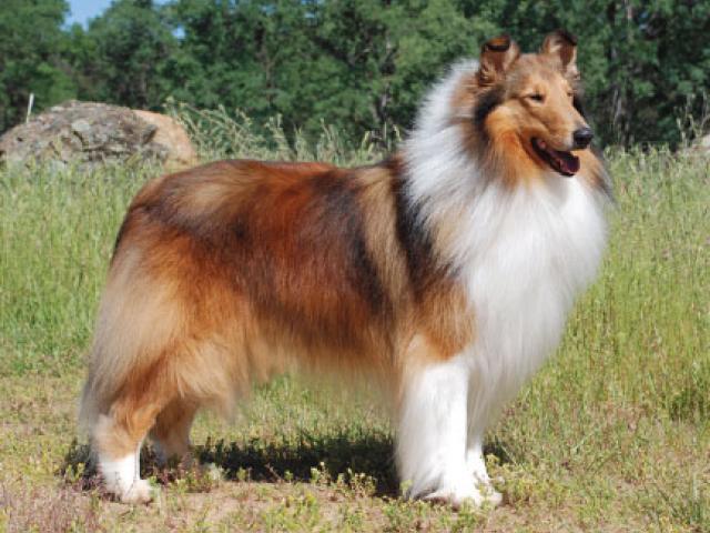 Dog Coat Patterns  Have Ancient Origin