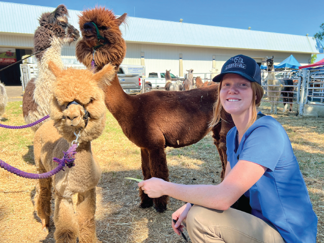 A livestock vet at the fair with a group of alpacas.