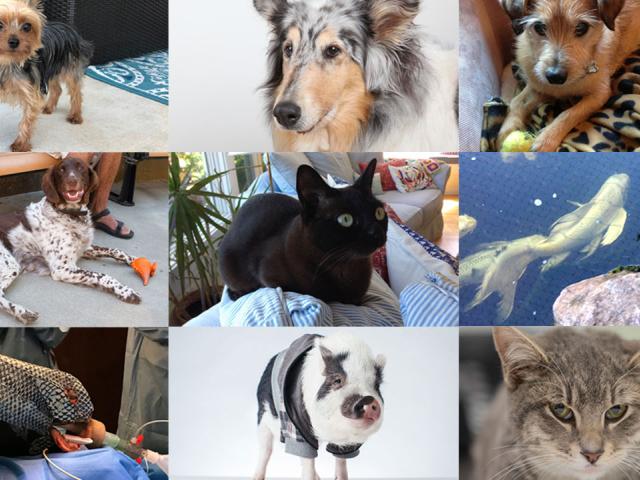 Animal Success Stories