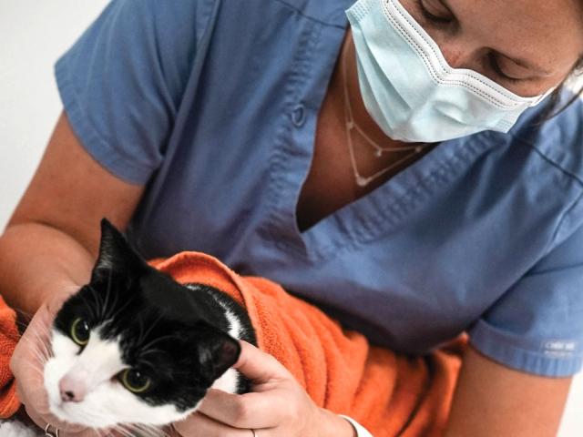 Kelsey Thomas, a fourth-year DVM student, comforts a cat before a cardiology exam. Photo: Vu Dao