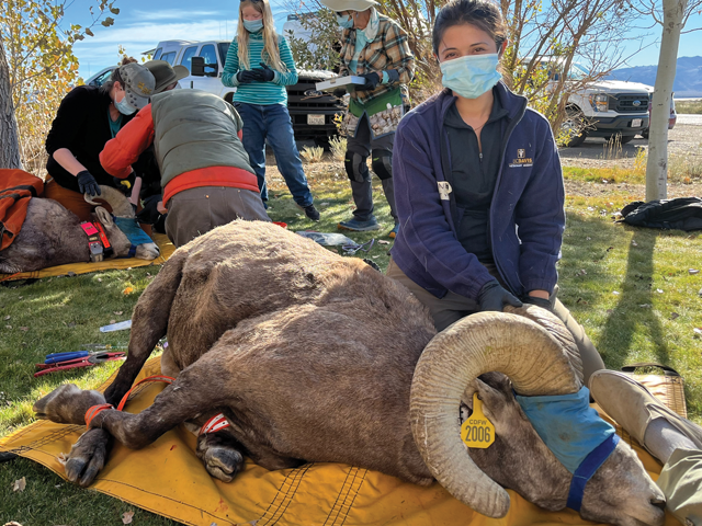 A group of vets treating wildlife.
