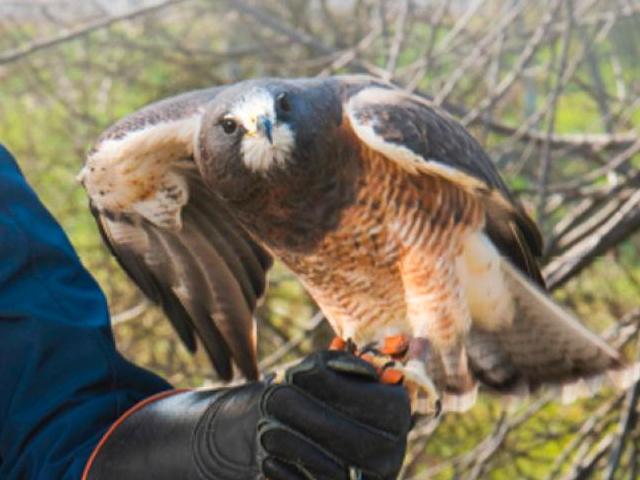 On A Wing and a Prey-er