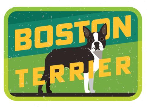 Boston Terrier Sticker