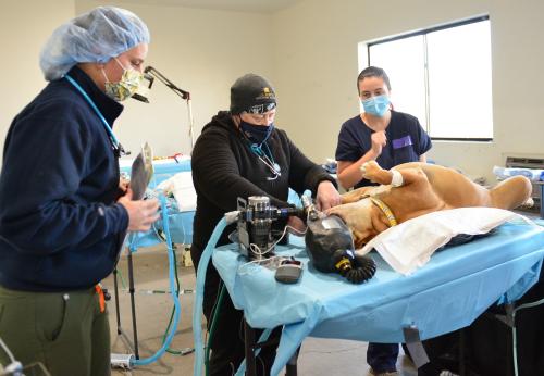 Covelo Clinic surgery