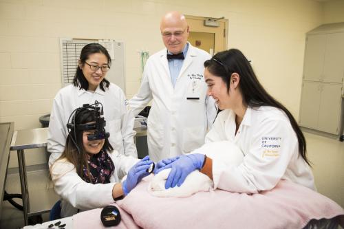 group of ophthalmologists look at rabbit