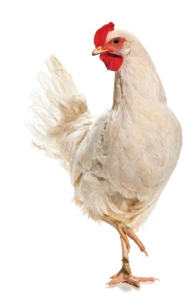 Got Poultry?
