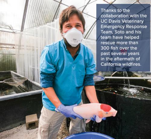 Thanks to the collaboration with the UC Davis Veterinary Emergency Response Team, Soto and his team have helped rescue more than 300 fish over the past several years in the aftermath of California wildfires.