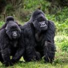 mountain gorilla family