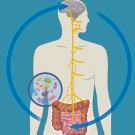 An illustration showing the microbiome gut-brain axis.