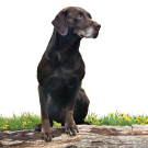 Ollie the dog sitting on grass.