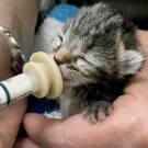 A very small kitten being fed with a dropper.
