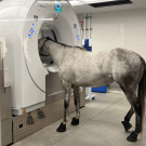 A horse standing with its head in a CT scanner.