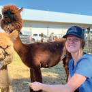 A vet student takes health notes on an alpaca at the California State Fair.