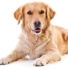 Golden retriever dog sitting