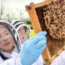 A person dressed in a beekeeper suit holds up a hive of bees to inspect.