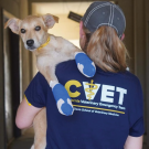 CVET holding a dog with bandaged paws.