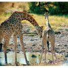 A male giraffe at a watering hole in Namibia performs lip-curling as a female begins to urinate. Photo: Lynette Hart/UC Davis