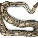 A python snake in an "s" curve photographed from above.