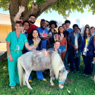 A group of vets and students standing outside under a tree with two miniature ponies.