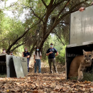 A group of wildlife veterinarians release two mountain lion cubs from their crates in a wooded area.